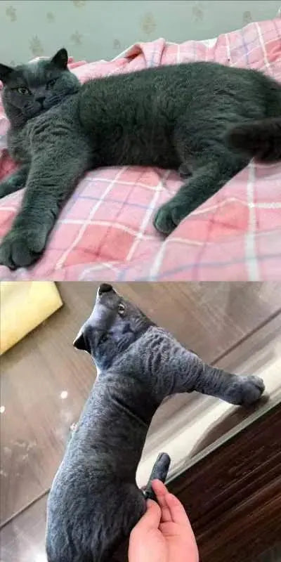Cat Customizable pillows Trendzoid
