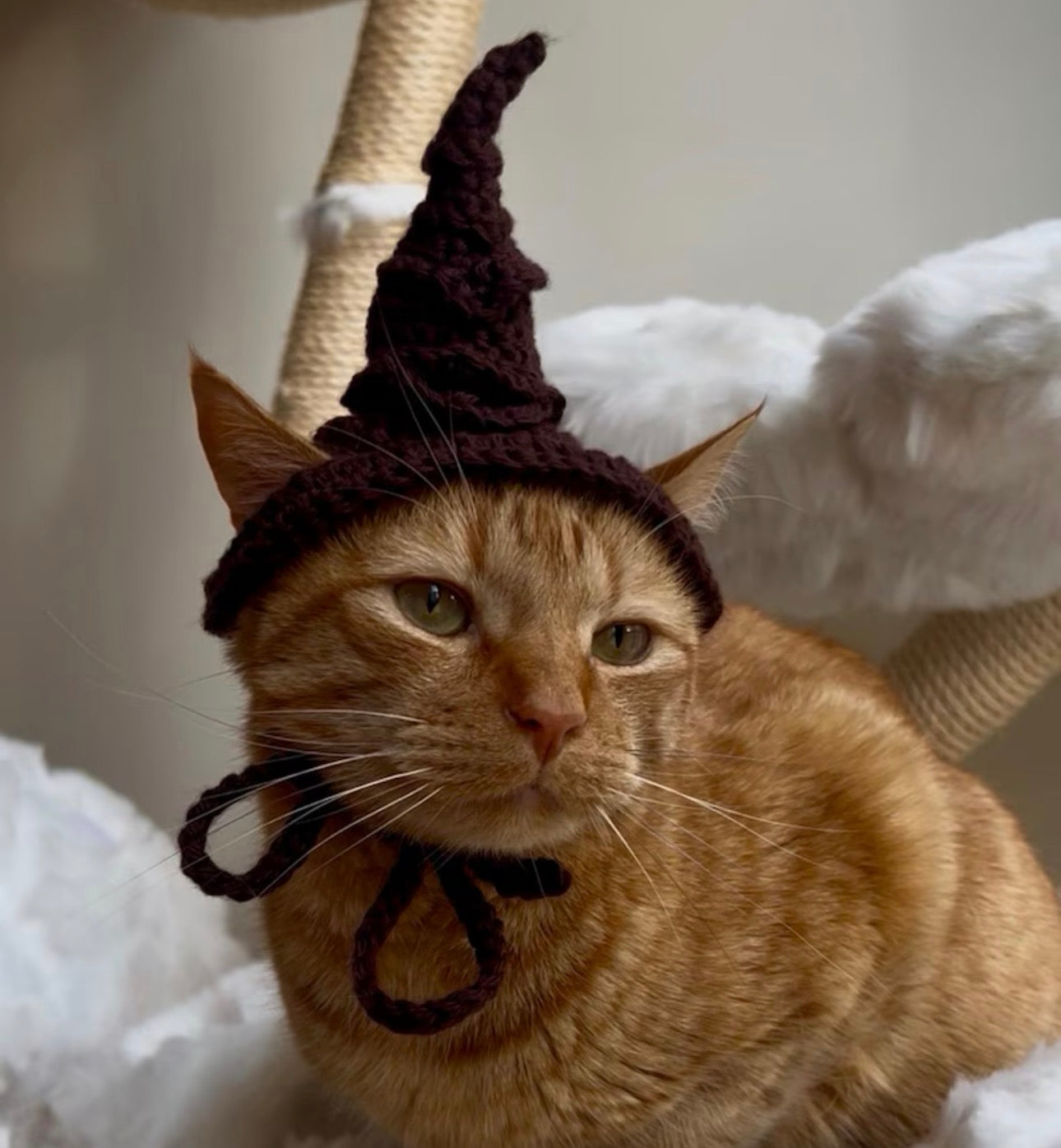 Pet Sorting Hat