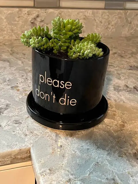 Whimsical Ceramic Planter Trendslana