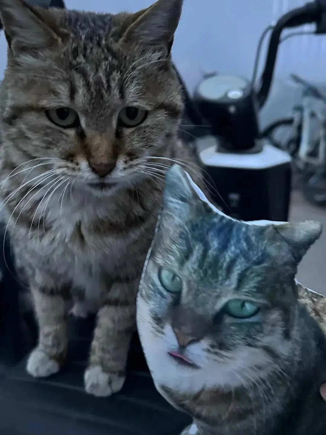 Cat Customizable pillows Trendzoid