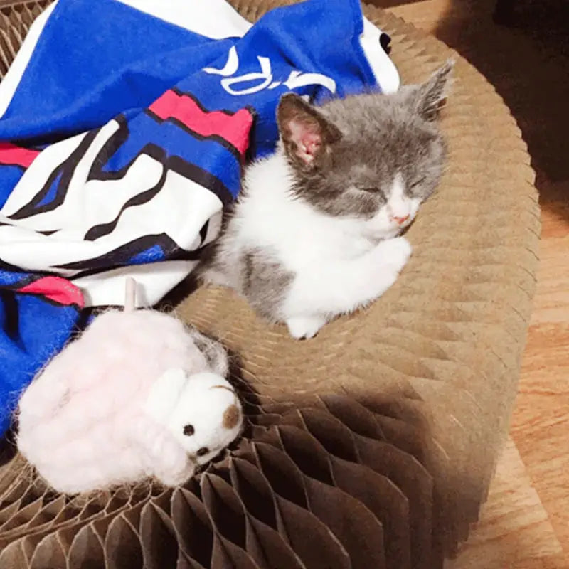 Magic Cat Scratching Board Trendslana