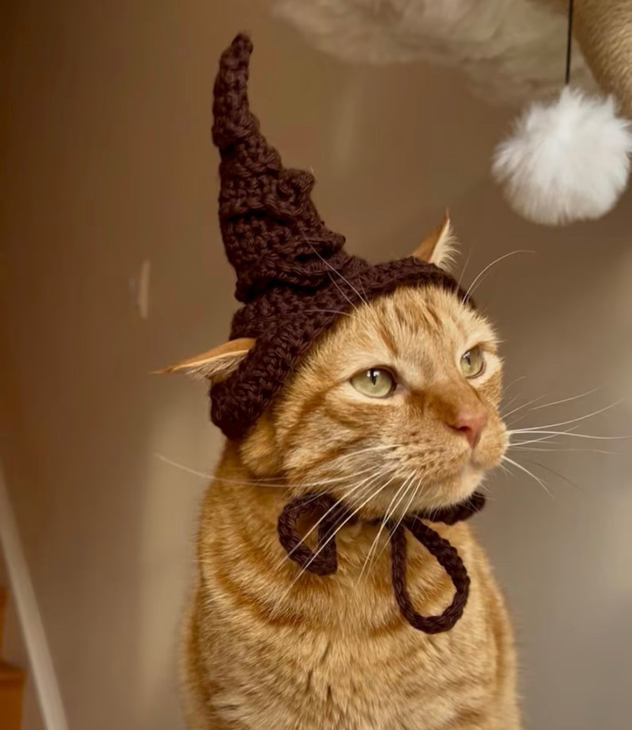Pet Sorting Hat