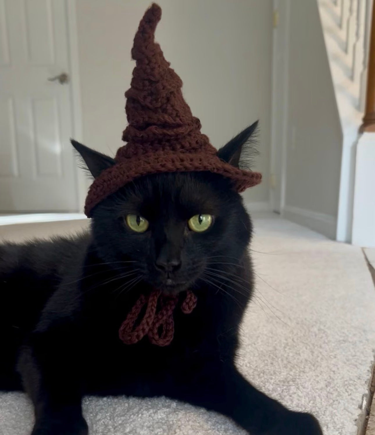 Pet Sorting Hat