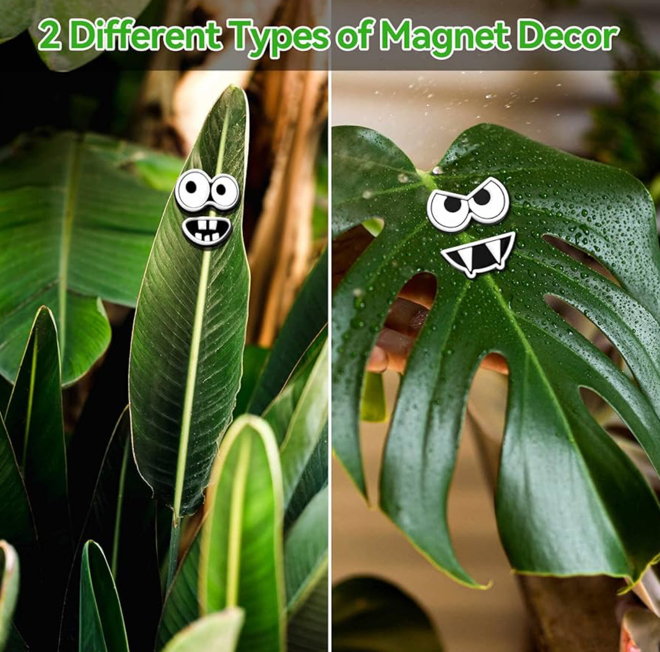 Plant Magnets Eyes