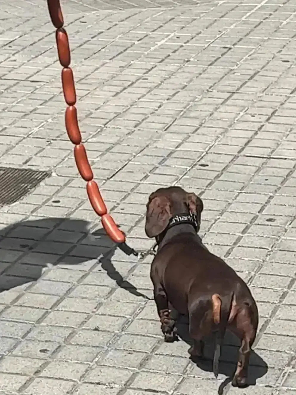 GIANT SAUSAGE DOG LEASH Trendslana