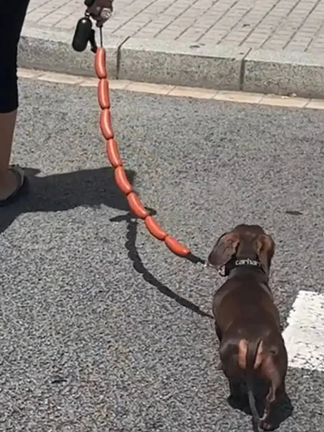 GIANT SAUSAGE DOG LEASH Trendslana